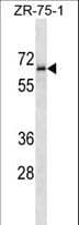 TMEM117 Antibody (aa328-356)
