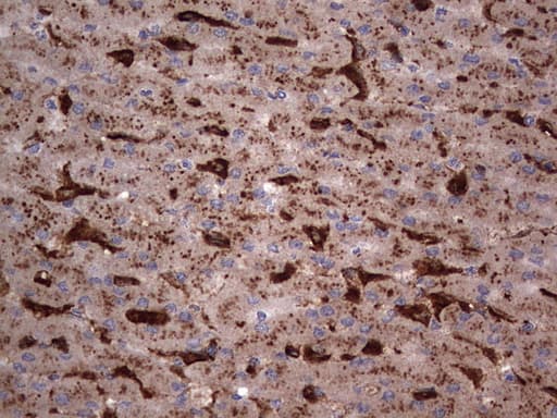CD68 Antibody (aa22-319, clone OTI7D3)