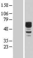 DIXDC1 Protein (Over-Expression Lysate Myc-DDK (Flag))