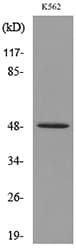 Polyclonal Rabbit anti-Human SERPINA4 / Kallistatin Antibody (WB)