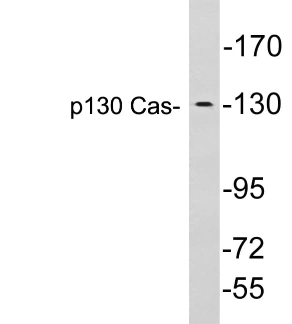 BCAR1 / p130Cas Antibody (aa73-122)