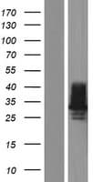 CTRP10 / C1QL2 Protein (Over-Expression Lysate Myc-DDK (Flag))