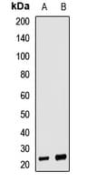 NTF4 / Neurotrophin 4 Antibody