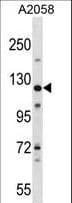 BAG6 / G3 / Scythe Antibody (aa1072-1099)