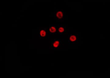 USP7 / HAUSP Antibody