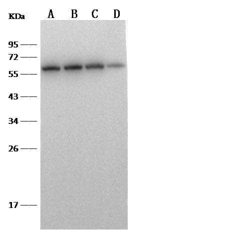 Monoclonal Rabbit anti-Human CD5 Antibody (clone 505, Preservative Free, WB)