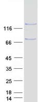 Human SYT3 / Synaptotagmin 3 Protein (Recombinant Myc-DDK (Flag))