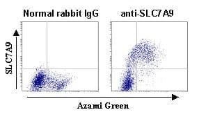 SLC7A9 / BAT1 Antibody