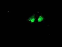 NHEJ1 / XLF Antibody (clone OTI1F3)