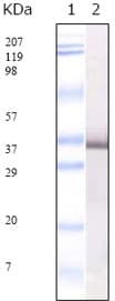 Monoclonal Mouse anti-Coronavirus SARS-CoV E2 Protein Antibody (clone 4A6C9, WB)