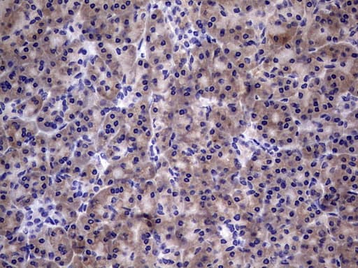 TGIF1 Antibody (clone OTI1A6, Carrier-free)