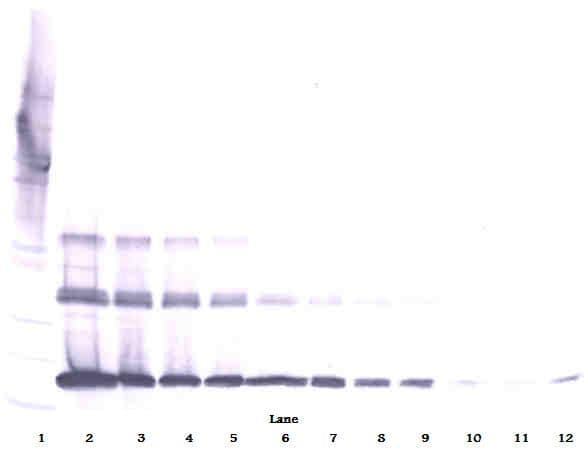 TNFSF11 / RANKL / TRANCE Antibody (Biotin)