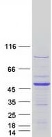 Human LRRC46 Protein (Recombinant Myc-DDK (Flag))