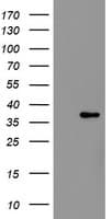 RFC2 / RFC40 Antibody (clone OTI4C11)