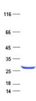Human EFCAB9 Protein (Recombinant His, N-Terminal)