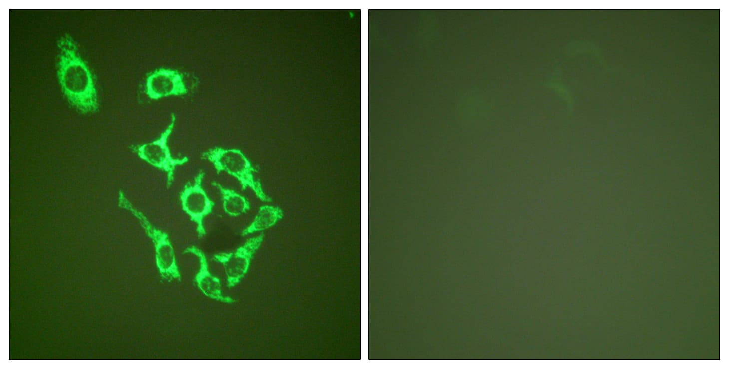 PathPlus™ HSPD1 / HSP60 Antibody (aa511-560)