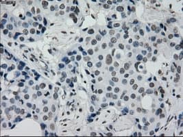 PRKY Antibody (clone OTI3E10, Carrier-free)