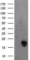 NKIRAS1 Antibody (clone OTI6C11)