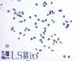 IHC-plus™ Polyclonal Rabbit anti-Human PTGER4 / EP4 Antibody (Extracellular Domain, IHC)