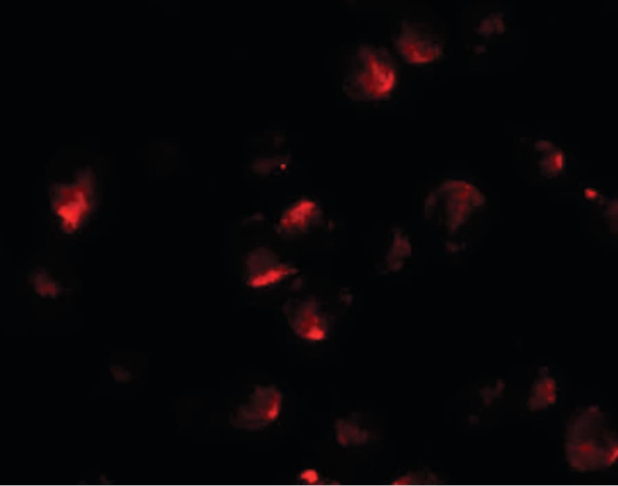IHC-plus™ APCL / APC2 Antibody