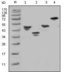 GST / Glutathione S-Transferase Antibody (clone 6G9C6)