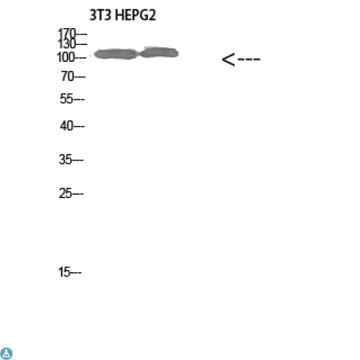 COL28A1 Antibody