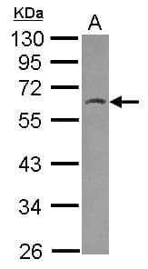 Polyclonal Rabbit anti-Human HSPBAP1 Antibody (WB)