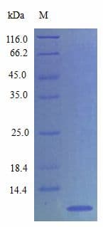 Rat CXCL7 / PPBP Protein (Recombinant)