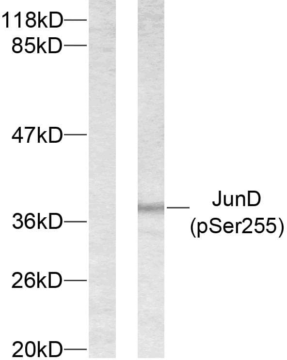 AP-1 / JUND Antibody (phospho-Ser255)