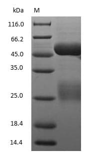Pig IgG Protein (Native)