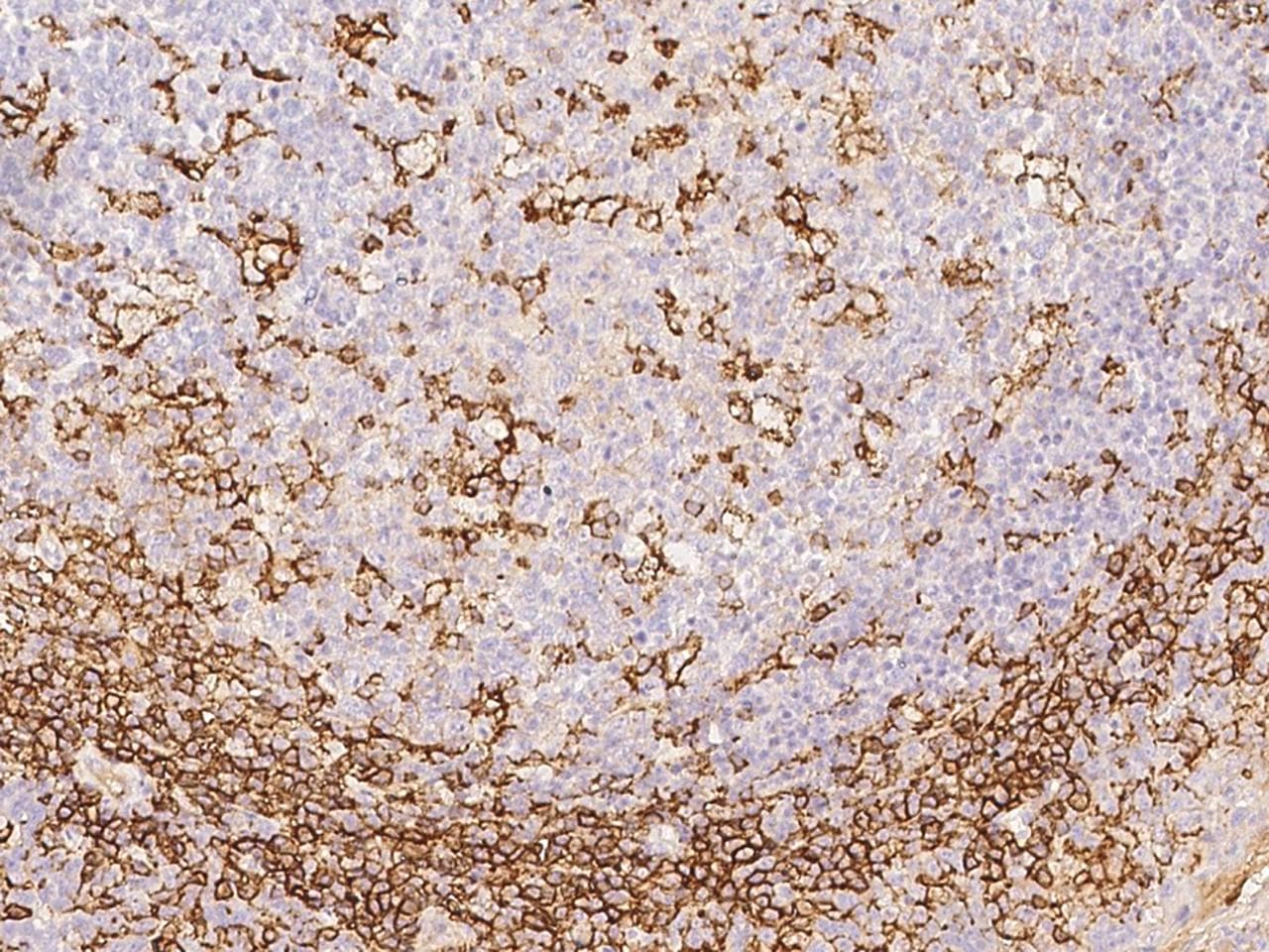 SELPLG / PSGL-1 / CD162 Antibody (Preservative Free)