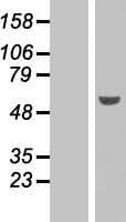 PAX6 Protein (Over-Expression Lysate Myc-DDK (Flag))