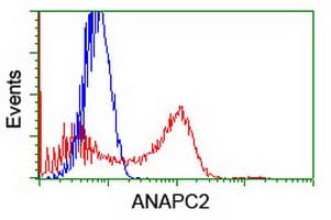 ANAPC2 / APC2 Antibody (clone OTI1A6, Carrier-free)