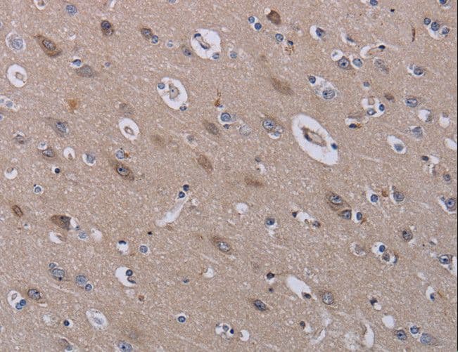P3H3 / LEPREL2 Antibody