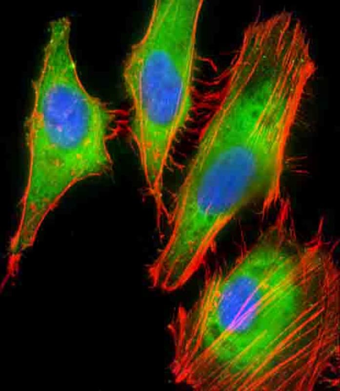 Proteoglycan 4 / Lubricin Antibody (N-Terminus)