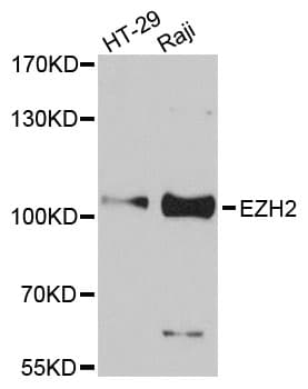 EZH2 Antibody