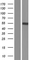 Human C2GNT3 / GCNT4 Protein (Over-Expression Lysate Myc-DDK (Flag))