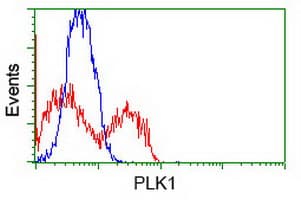 PLK1 / PLK-1 Antibody (clone OTI5C1)