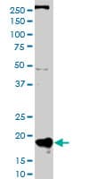 POLR2H / RPB8 Antibody (clone 3G6-1A4)
