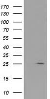 RABL2A Antibody (clone OTI1A12)