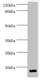 CCL28 / MEC Antibody (aa20-127)