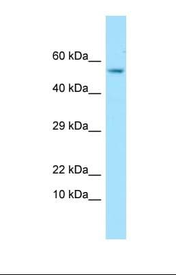 GPC4 / Glypican 4 Antibody (C-Terminus)
