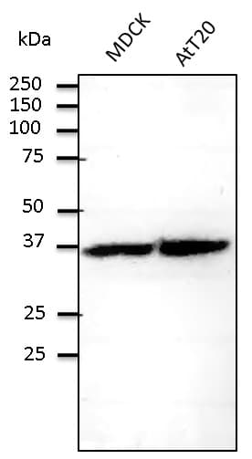 RPS6 / Ribosomal Protein S6 Antibody (C-Terminus)