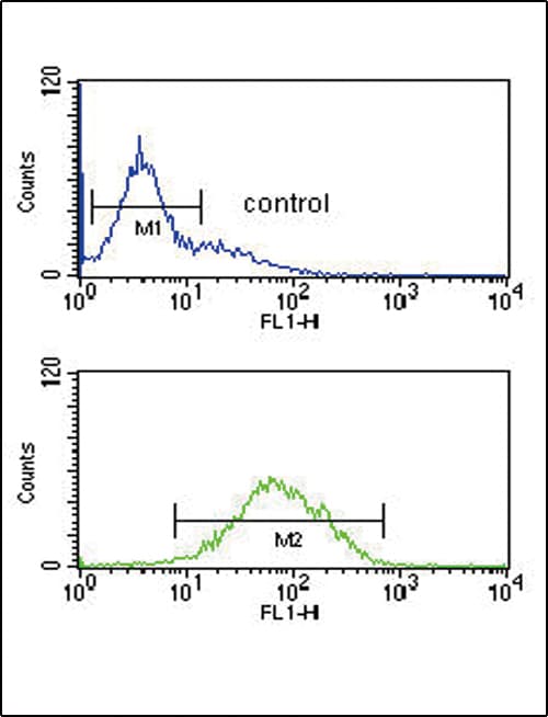 IHC-plus™ Polyclonal Rabbit anti-Human ANKH Antibody (aa464-492, IHC, WB)