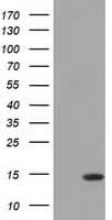 CISD1 Antibody (clone OTI2B3)