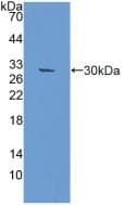 RAD50 Antibody (aa1-234, PE)