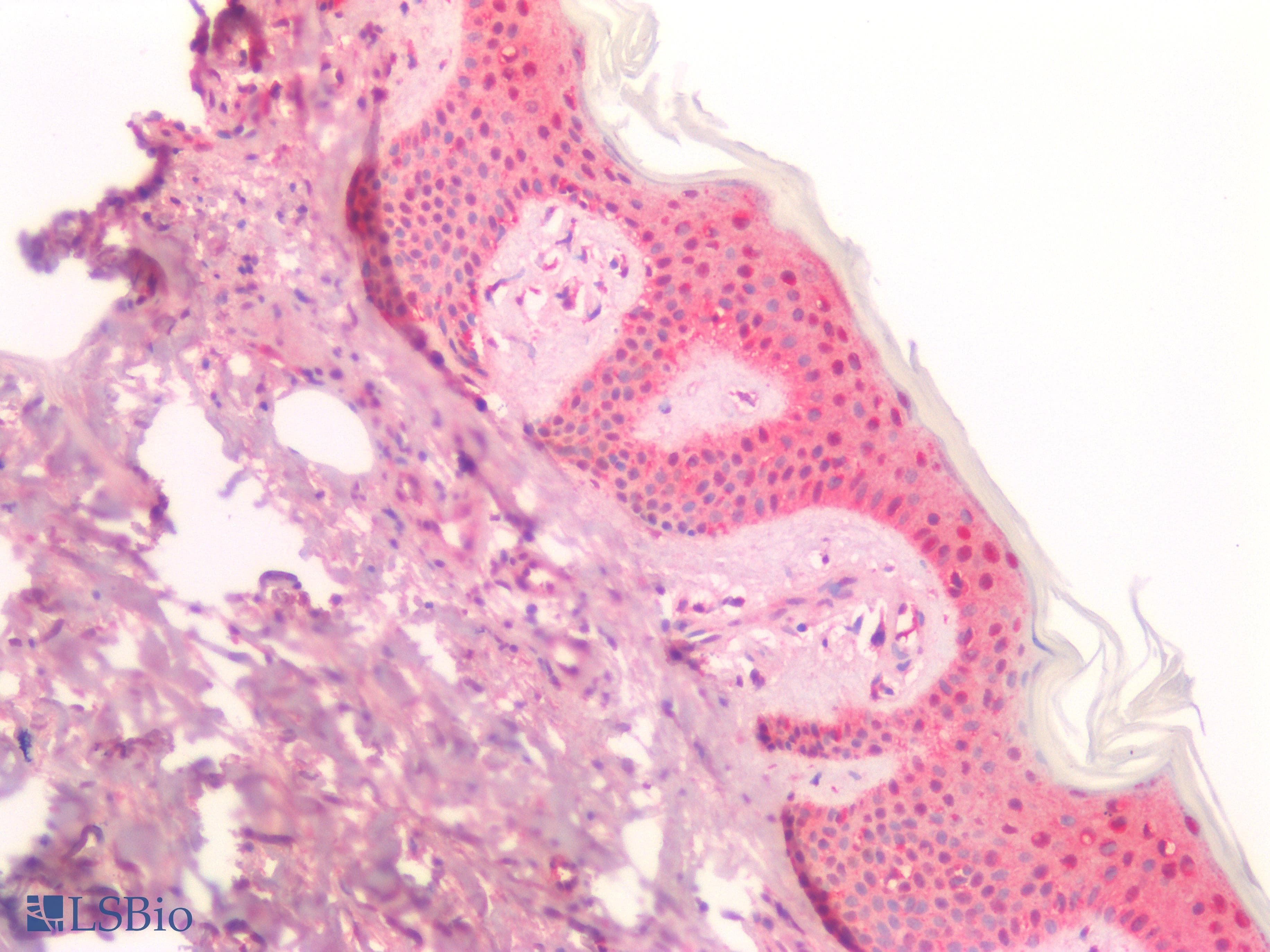 PathPlus™ SFN / Stratifin / 14-3-3 Sigma Antibody
