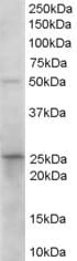 IHC-plus™ 15-PGDH / HPGD Antibody (aa255-266)