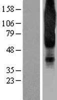 NPY1R Protein (Over-Expression Lysate Myc-DDK (Flag))