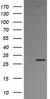 KLK8 / Kallikrein 8 Antibody (clone OTI4A5)